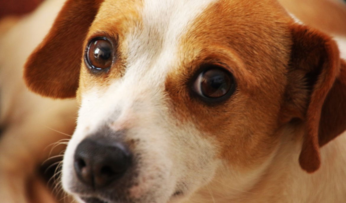 Acari dell'orecchio nel cane: sintomi, trattamento e prevenzione
